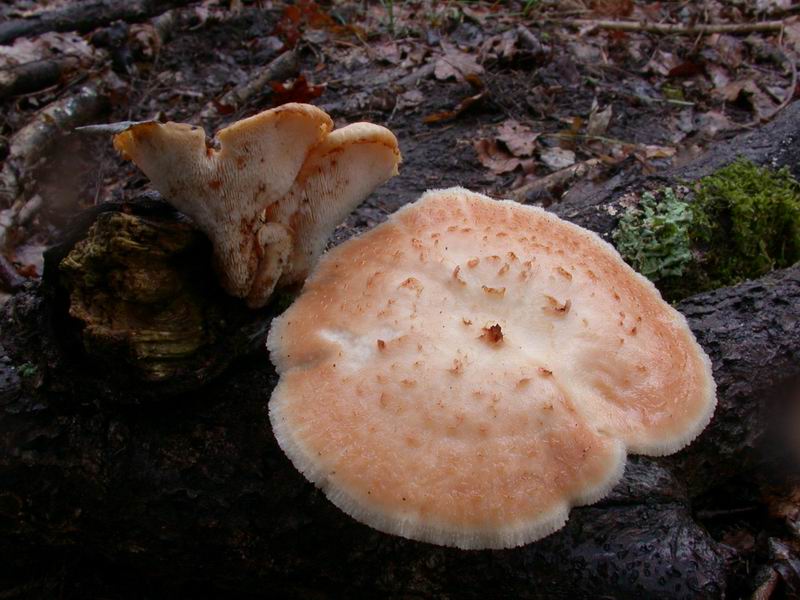 Polyporus forquignoni ?